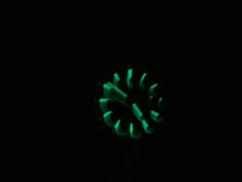 Charger l&#39;image dans la galerie, Seiko Watch Green Dial Leather Strap